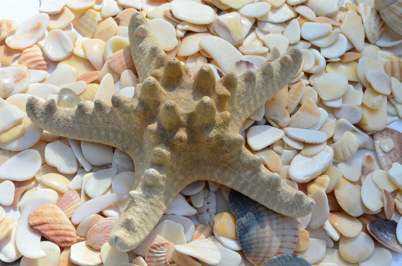 starfish-322620_1280