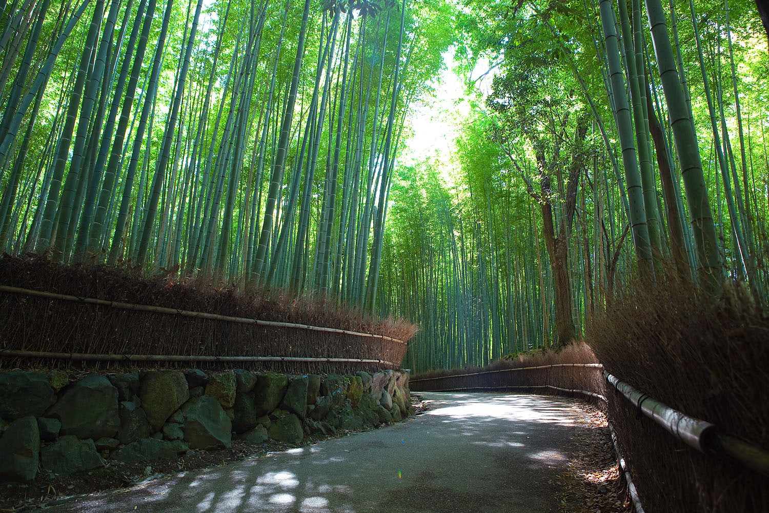 Sagano_Bamboo_forest,_Arashiyama,_Kyoto
