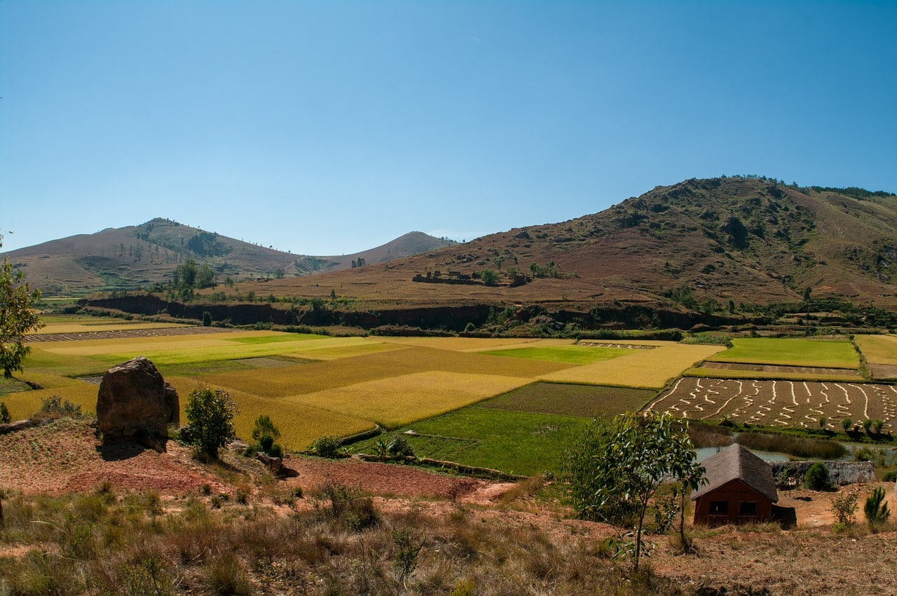 Campos de arroz