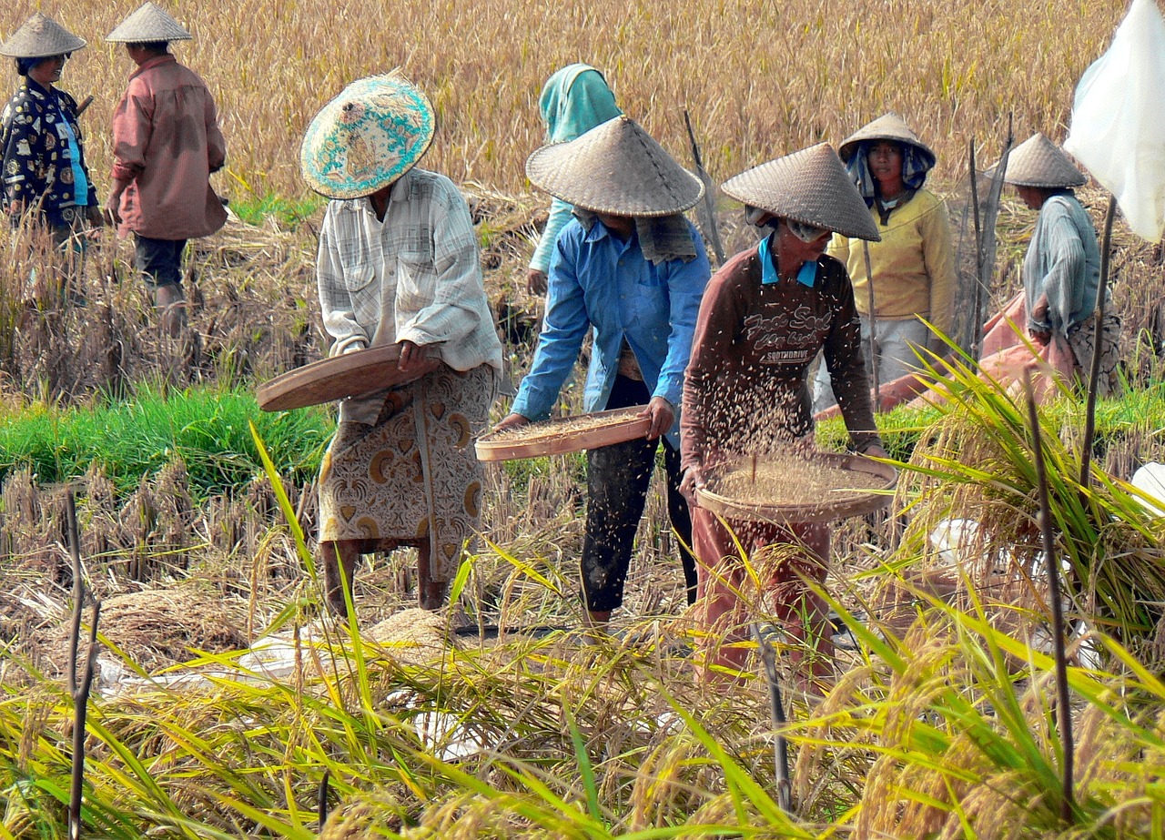 Campos de Arroz- Bali, Indonesia