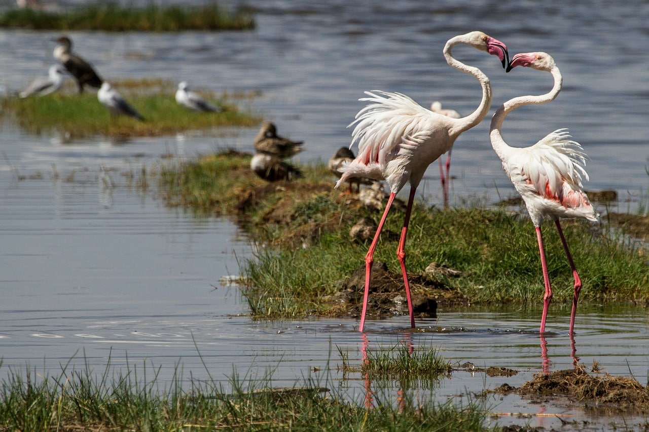 flamingos-279991_1280