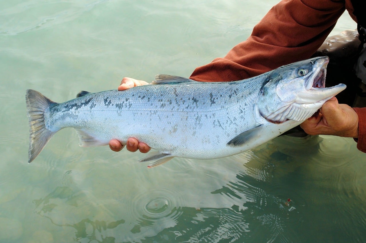 sockeye-492258_1280