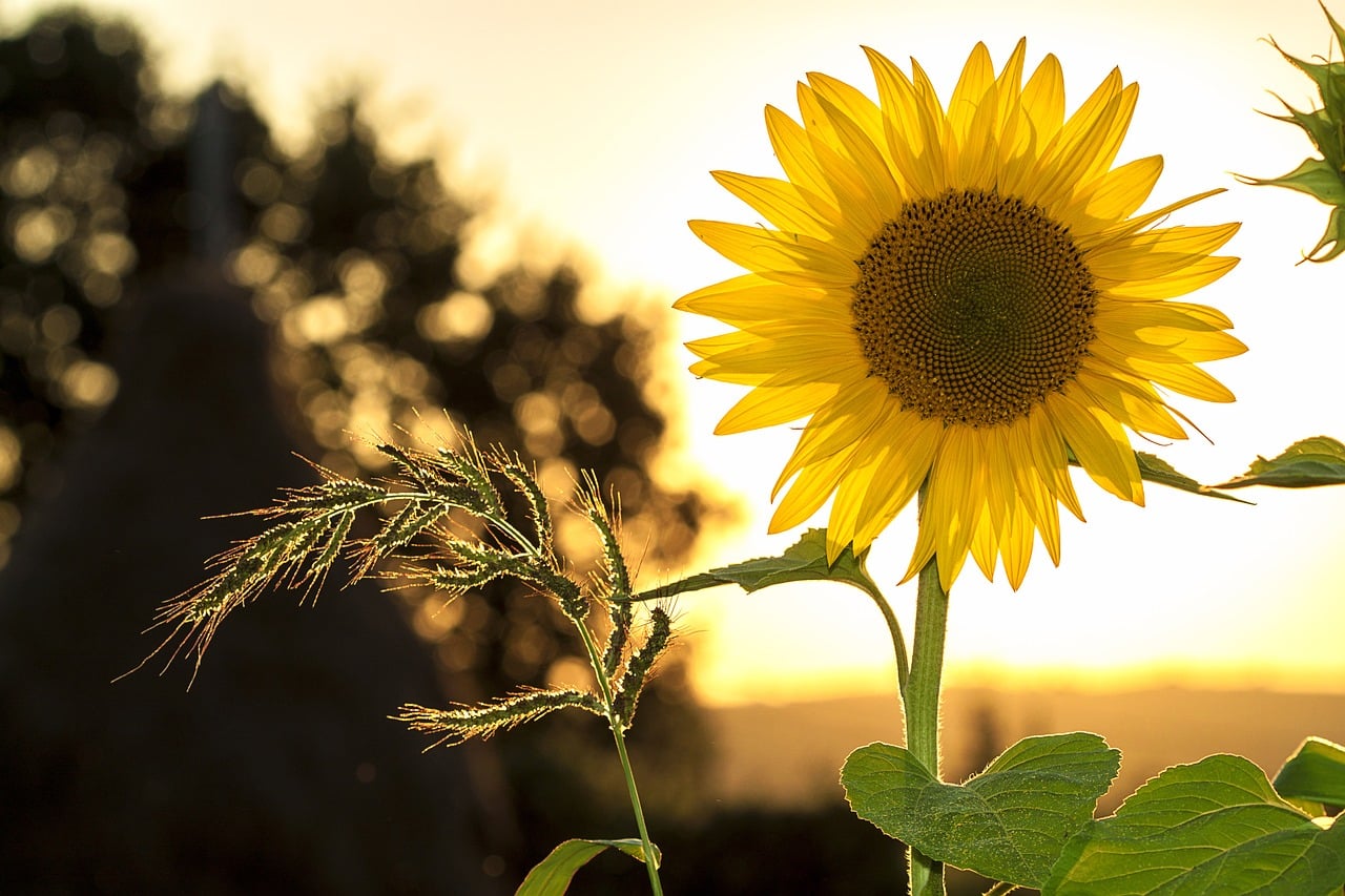 sunflower-1127174_1280