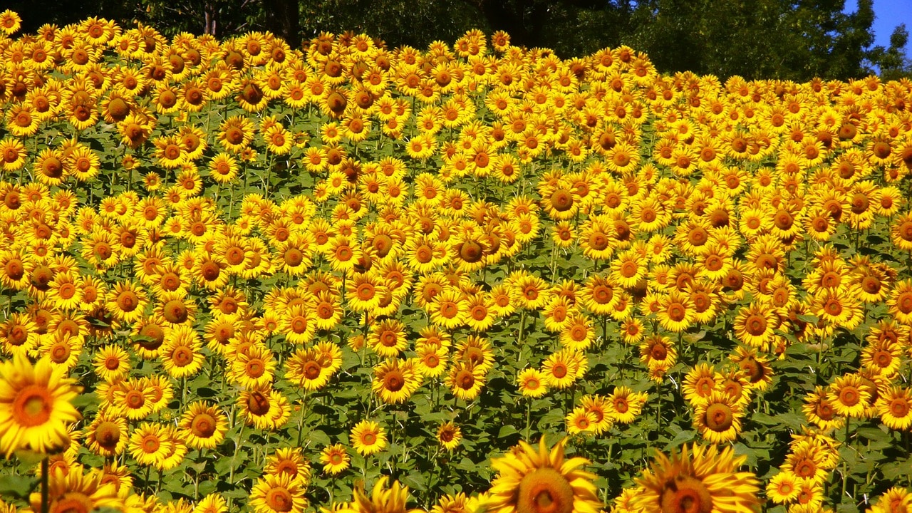 sunflowers-76119_1280