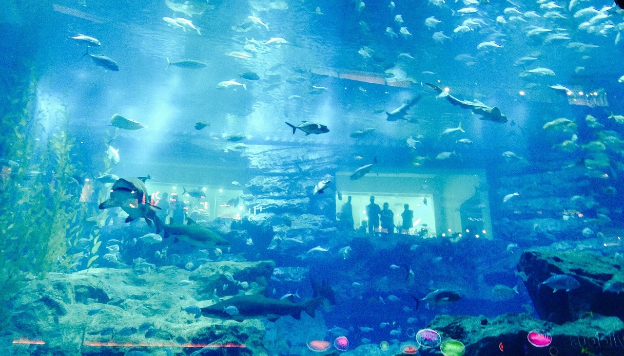 Especies animales en el Acuario de Dubai Mall.