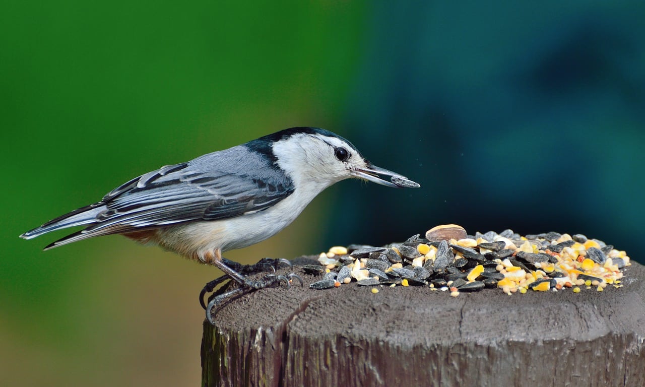 nuthatch-351395_1280