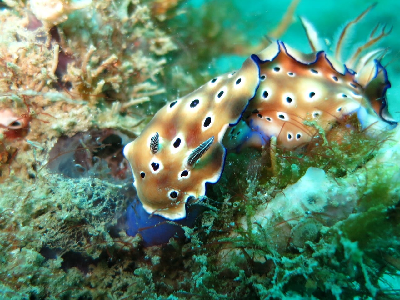 chromodoris-1537996_1280