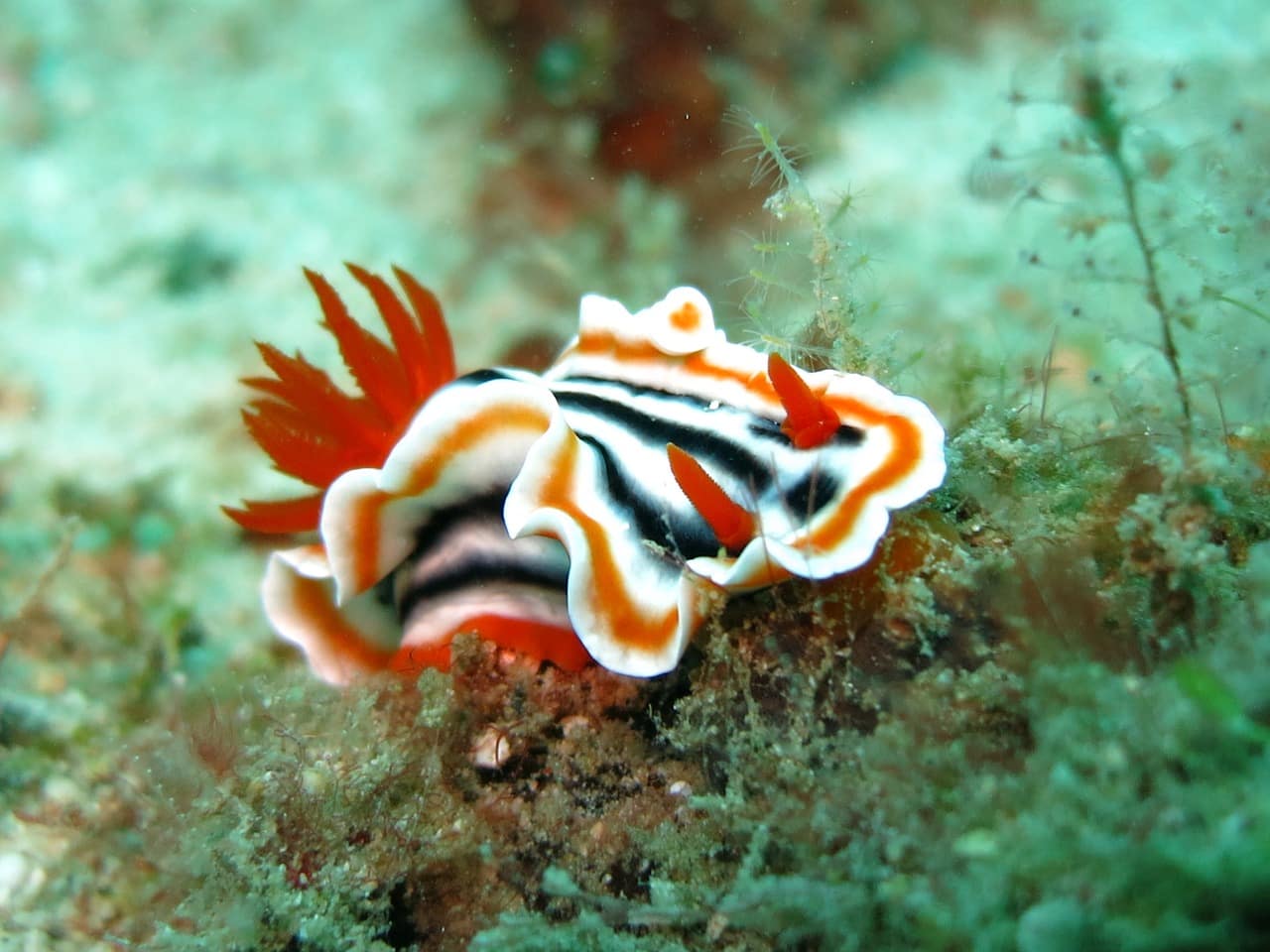 nudibranch-1537993_1280