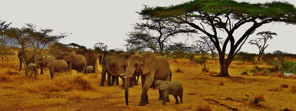 elephant-278374_960_720