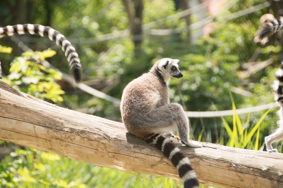 ring-tailed-lemur-826000_960_720