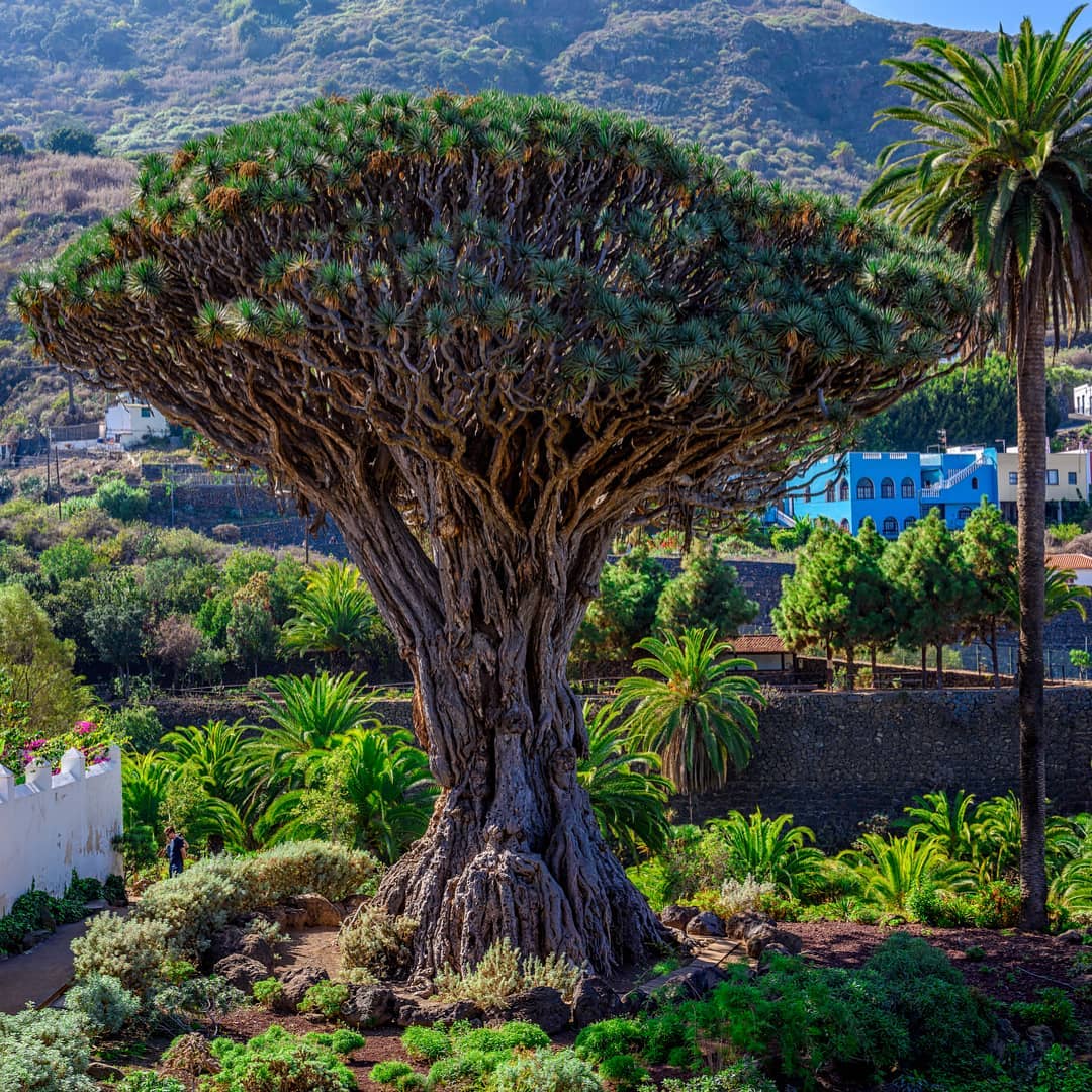Qué ver en Tenerife: 5 lugares en el Norte de Tenerife