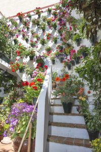 Patios de Córdoba- destacada