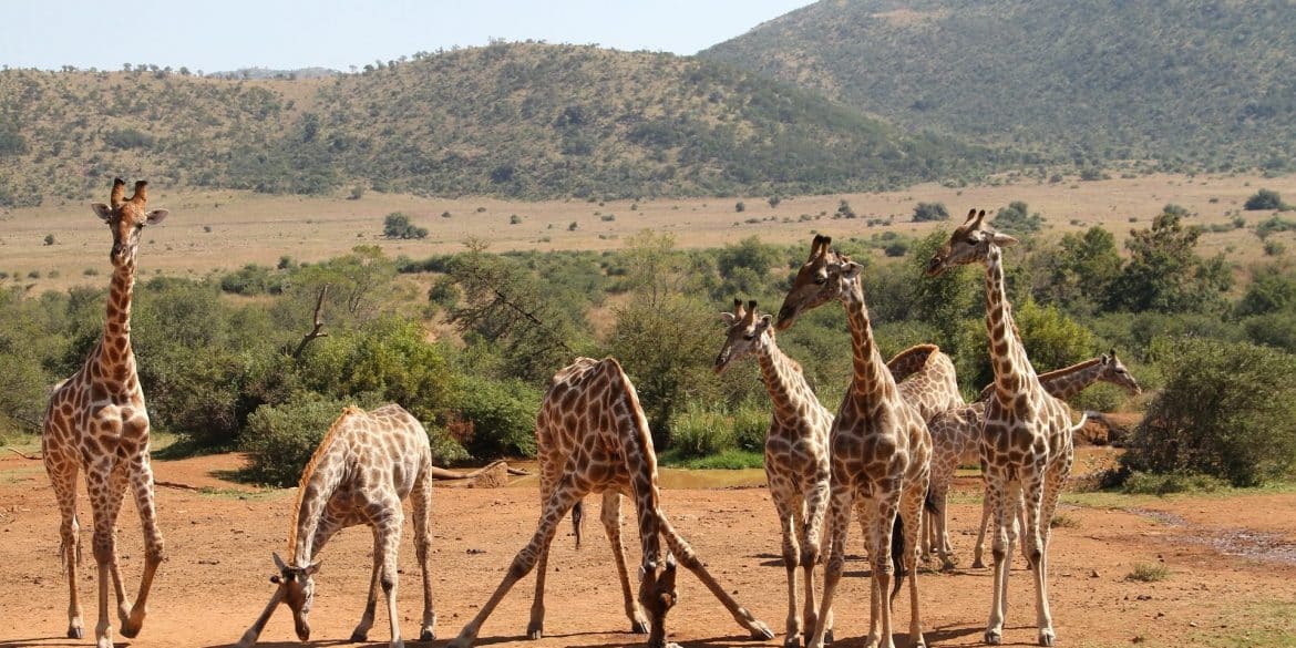 South-Africa-Safari-tour-1920×960