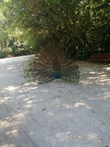 Pavo real