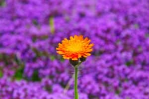 festival flora