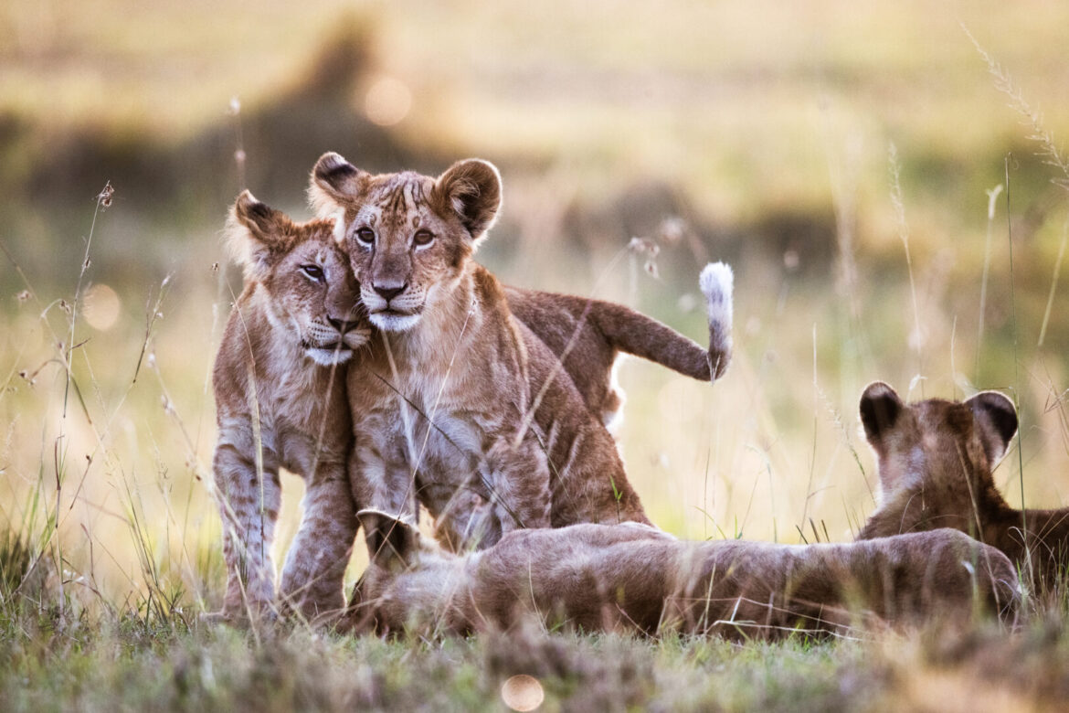 Africa-Lion-cubs